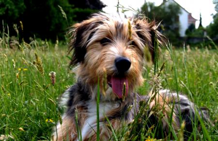ses mon chiot canellle